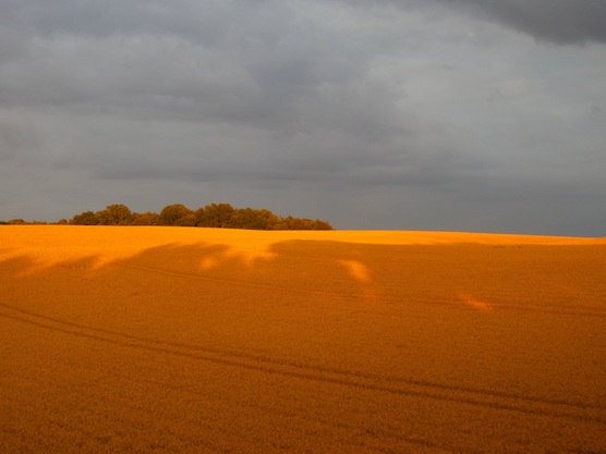 paysage champ saint do.jpg