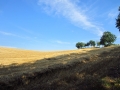 IMG_5171.JPG
