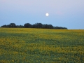 IMG_5179.JPG