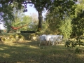 pigeonnier photos pour site (19).jpg